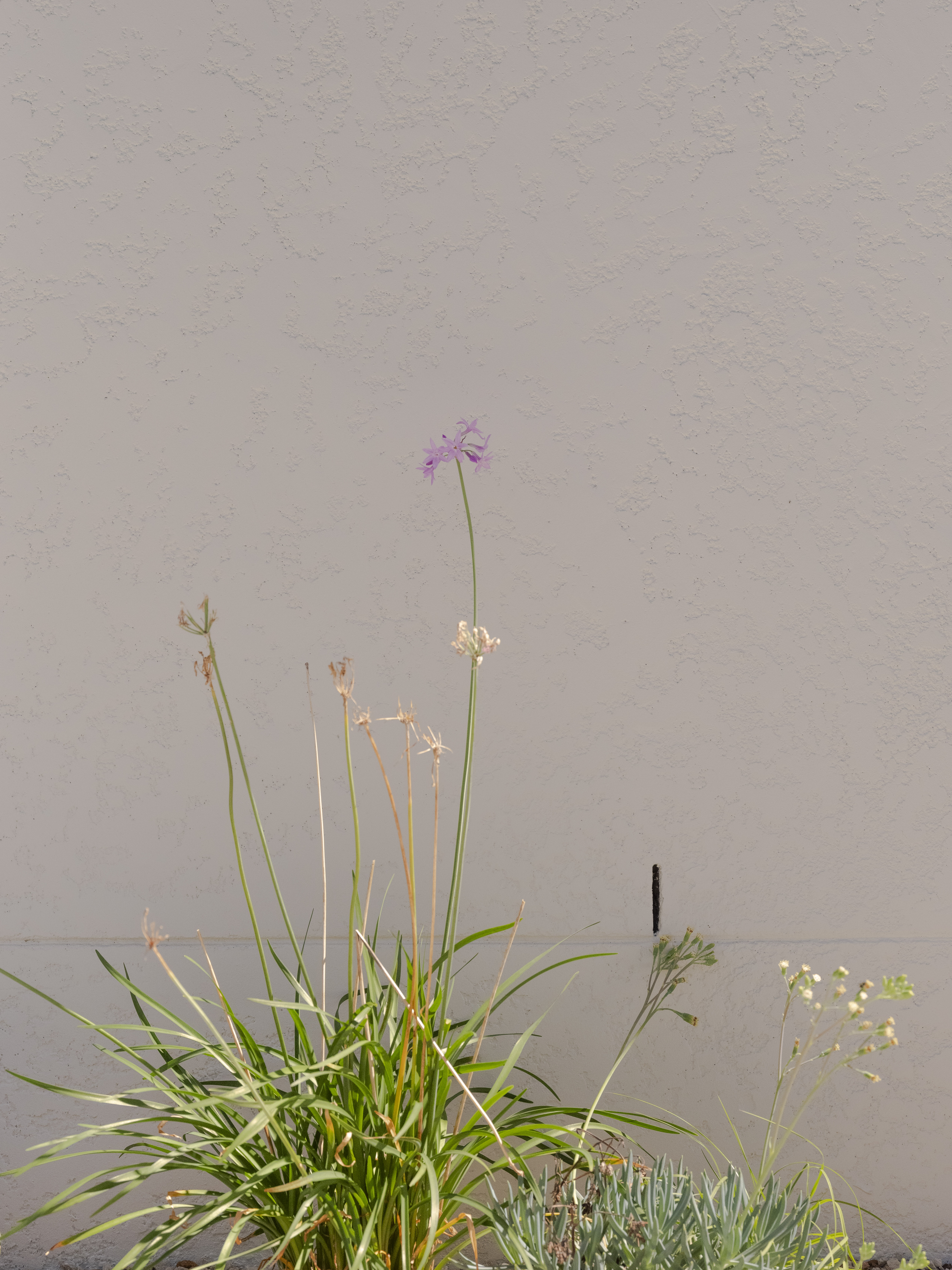 Garden bed and soil against the rendered external wall of a Gold Coast residential building — soil contact at slab level is a common conducive condition for subterranean termites