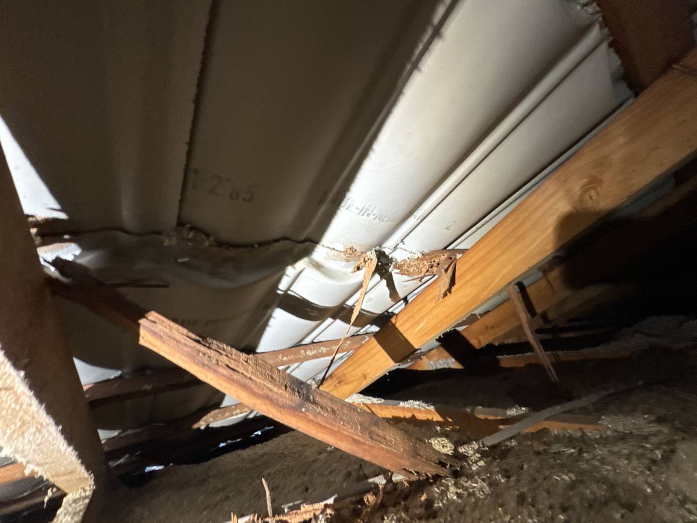 Termite damage to timber roof framing found during a CYTE building and pest inspection — the timber has been extensively hollowed out from the inside