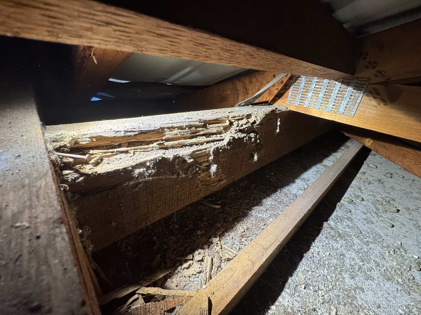 Termite damage to timber roof framing found during a CYTE building and pest inspection, with a metal truss connector plate visible in the roof space